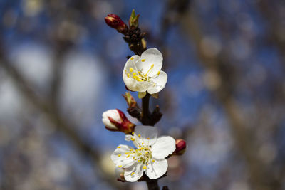 Close-up of insect on white cherry blossom