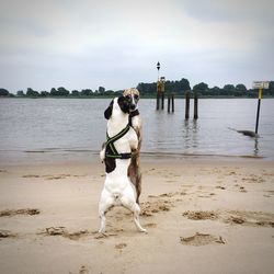 Dog on beach against sky