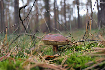 Close-up of mushroom on tree in forest