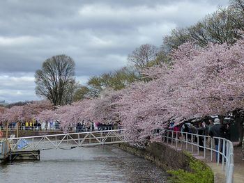 Bridge over river by trees against sky