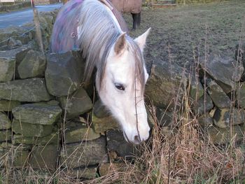 Portrait of horse