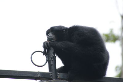 Side view of black sitting outdoors