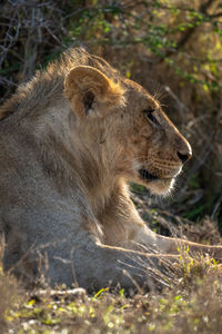 Close-up of male lion lying in profile