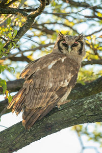 Verreaux eagle-owl perches on branch eyeing camera