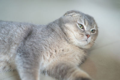 A grey scottish fold cat was resting