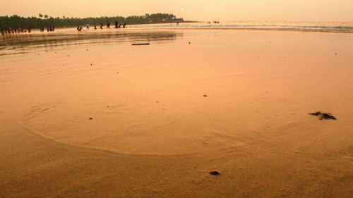 Scenic view of beach during sunset