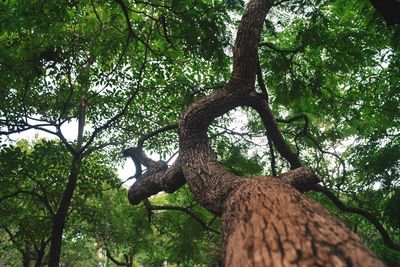 Low angle view of lizard on tree