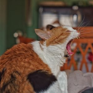 Close-up of cat looking away at home