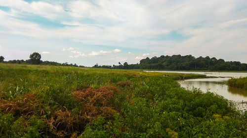 Scenic view of landscape against sky