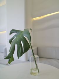 Close-up of monstera in glass vase on table