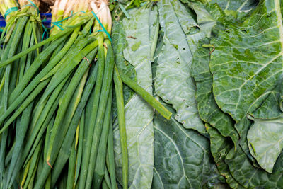 Seasoning plants and leaves for sale at the famous and grandiose são joaquim fair. salvador, brazil.