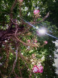 Low angle view of pink flowers