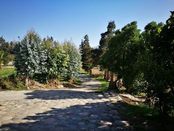 Footpath leading towards trees