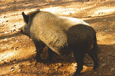 Close-up of a horse