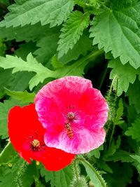 Close-up of insect on pink flower blooming outdoors