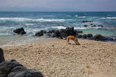 Horse on beach against sky