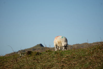 Sheep in a field against blue sky