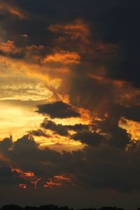 Silhouette of trees at sunset