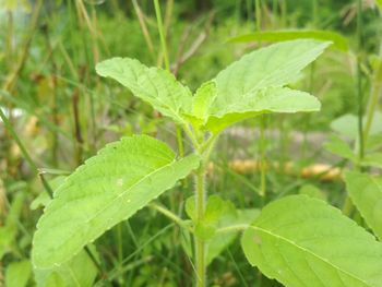 Close-up of fresh green leaf