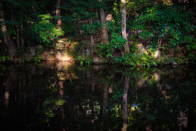 Scenic view of lake amidst trees in forest