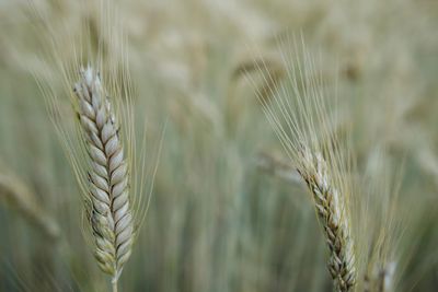 Close-up of wheat growing on field