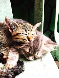 Close-up of cat relaxing