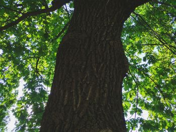 Low angle view of tree in forest