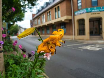 Close-up of yellow flower on plant by road