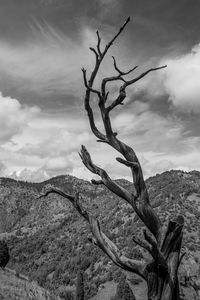 Dead tree on landscape against sky