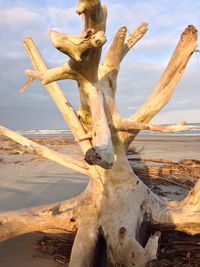 Driftwood on beach against cloudy sky