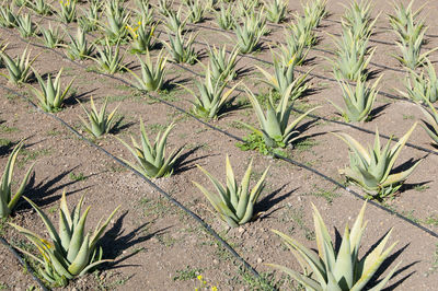 High angle view of plants growing on field