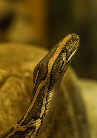 Close-up of a lizard