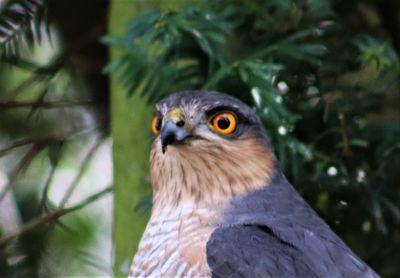 Close-up portrait of a bird against blurred background