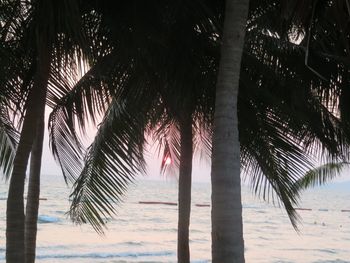 Palm trees on beach against sky