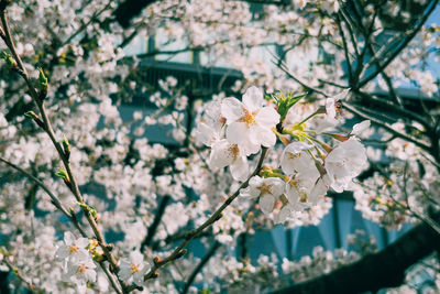 Cherry blossoms in spring