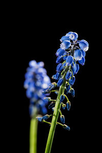 Close-up of purple flowering plant against black background