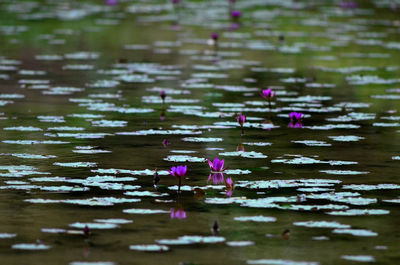 Lotus water lily in lake