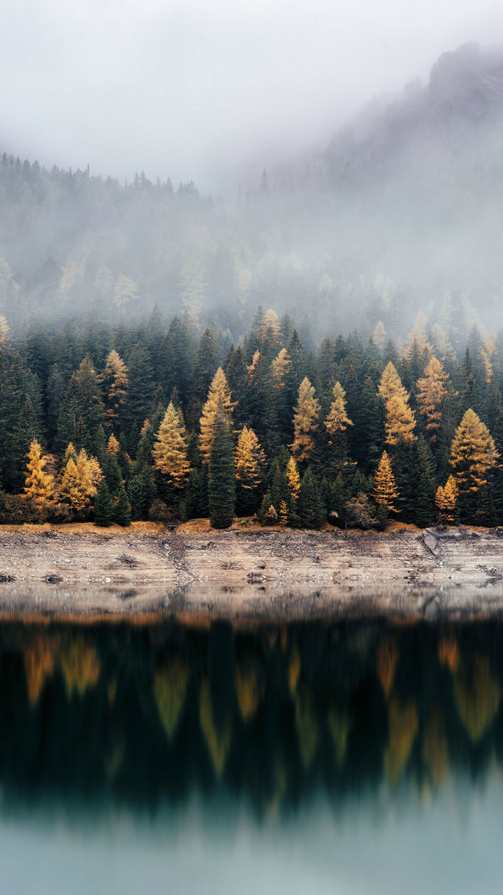 TREES ON MOUNTAIN AGAINST SKY