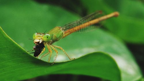 Macro shot of damselfly hunting insect on leaf