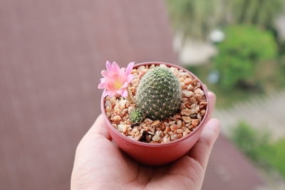 Cropped image of person holding potted plant