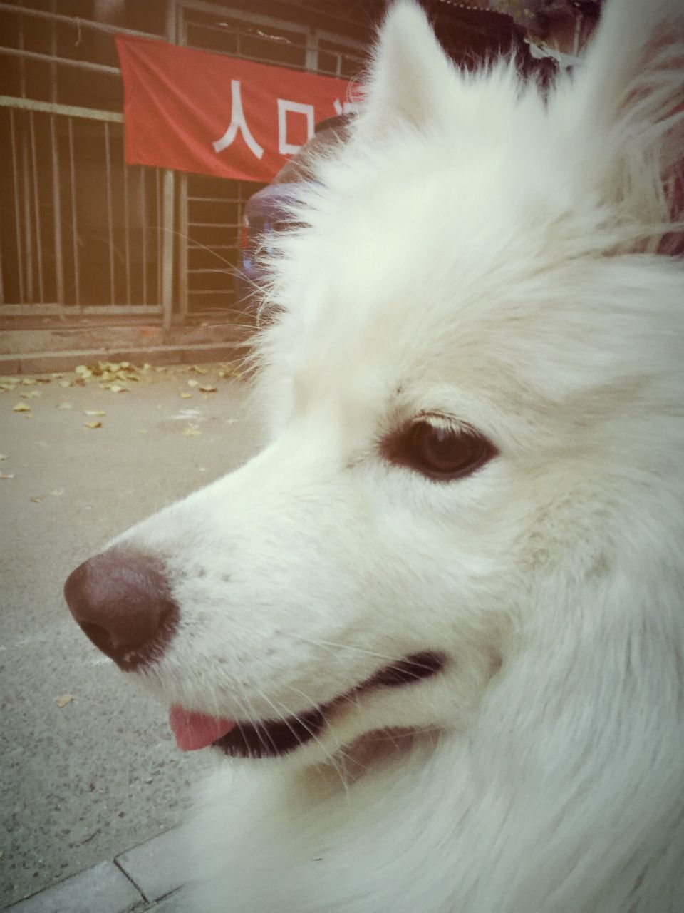 domestic animals, pets, animal themes, one animal, mammal, dog, white color, animal head, close-up, animal hair, portrait, looking away, no people, animal body part, focus on foreground, relaxation, day, white, lying down