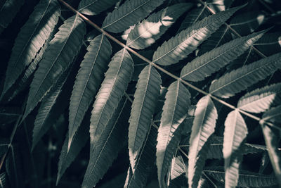 Full frame shot of leaves