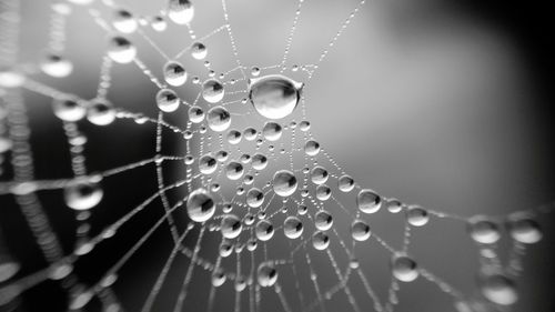 Close-up of water drops on spider web