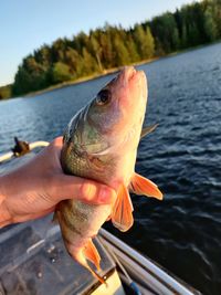 Close-up of hand holding fish