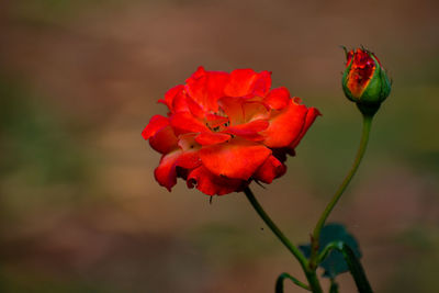 Close-up of red rose