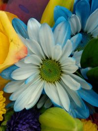 Close-up of yellow flower