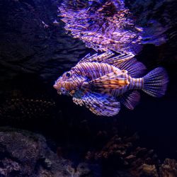 Jellyfish swimming in sea at aquarium