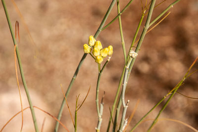 Close-up of yellow buds on plant at field