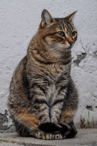 Close-up portrait of cat sitting outdoors