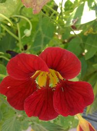 Close-up of red hibiscus blooming outdoors